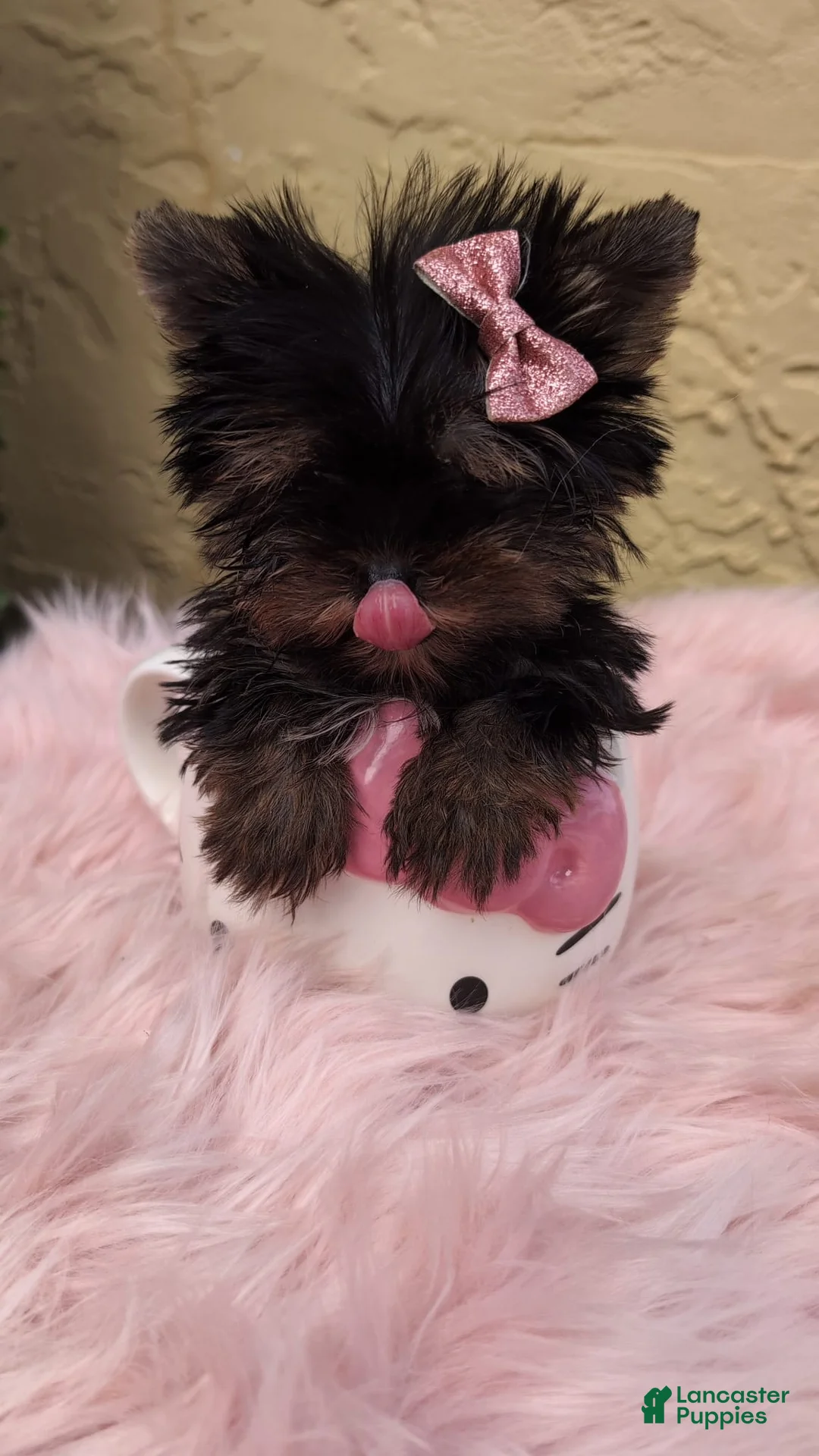 Yorkshire Terrier dogs for sale: Minnie AKC Micro Teacup $8450 or Best Offer - Ad 1