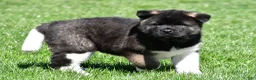 Akita dogs for sale: Bruiser - Ad 3