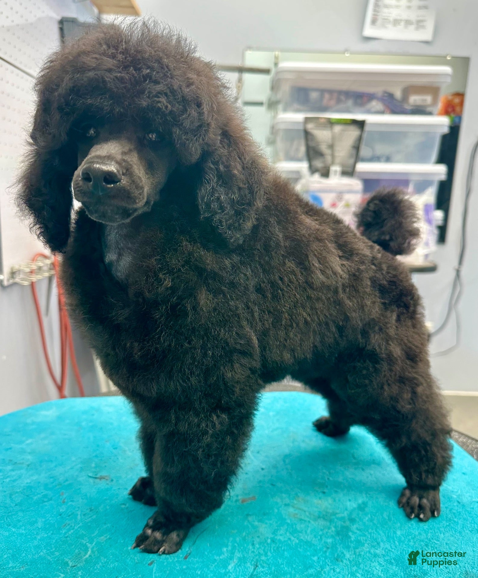 Miniature Poodle dogs Miniature Poodle 2 - Ad 1