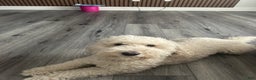 Goldendoodle dogs for sale: Chase - Ad 2