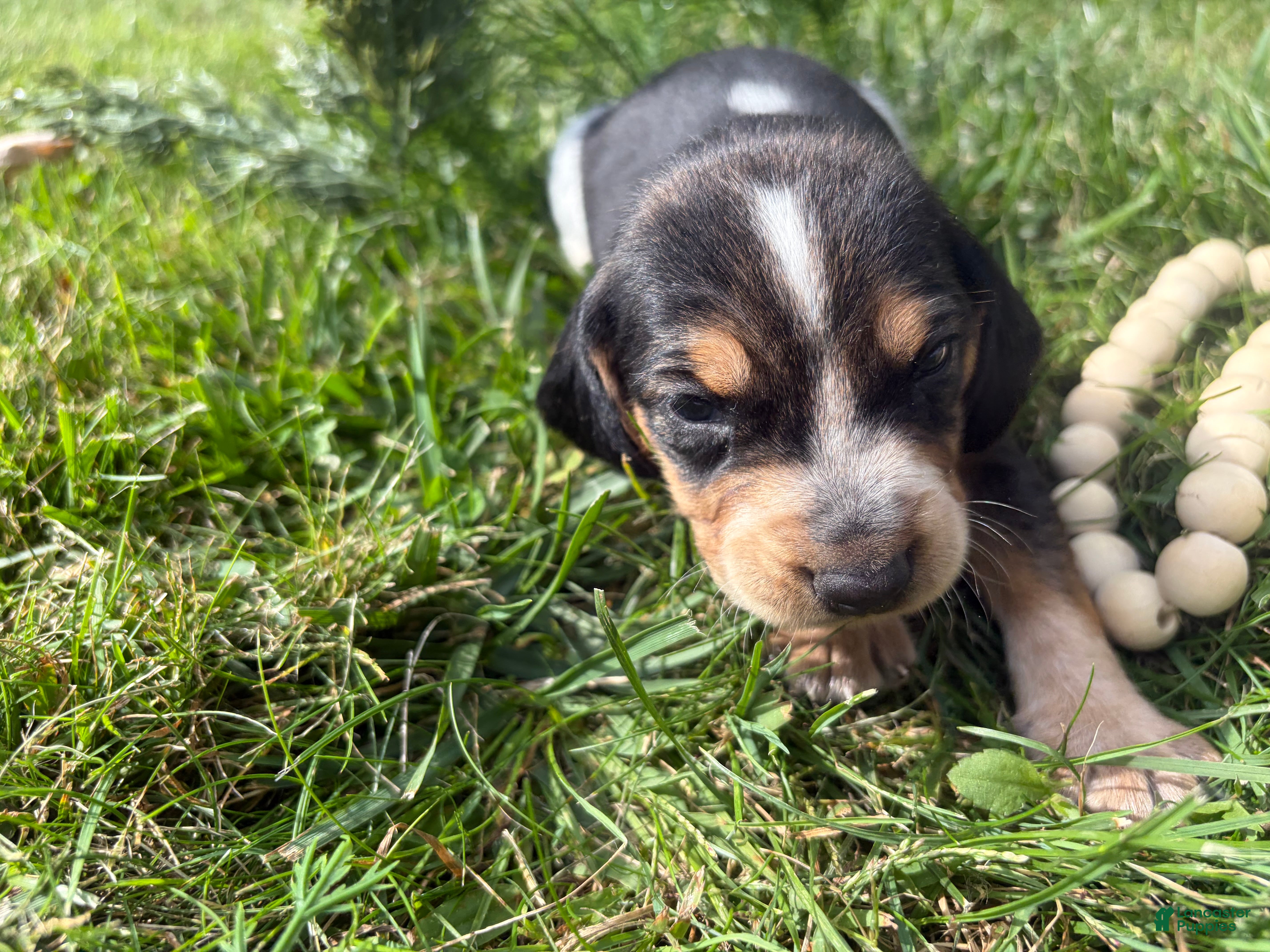 Beagle dogs Miss violet - Ad 5
