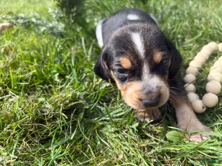 Beagle dogs Miss violet - Ad 5