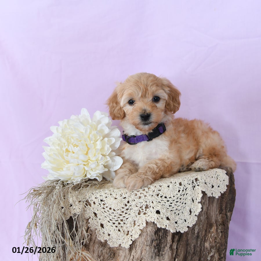 Shihpoo dogs Emily - Ad 21