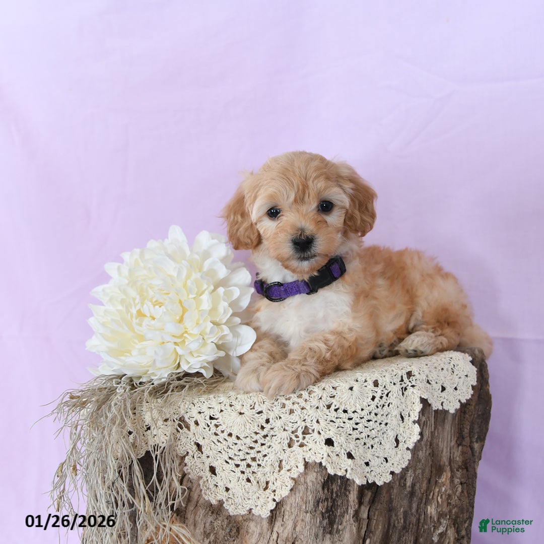 Shihpoo dogs for sale: Emily - Ad 1