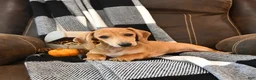 Miniature Dachshund dogs for sale: Timber - Ad 2