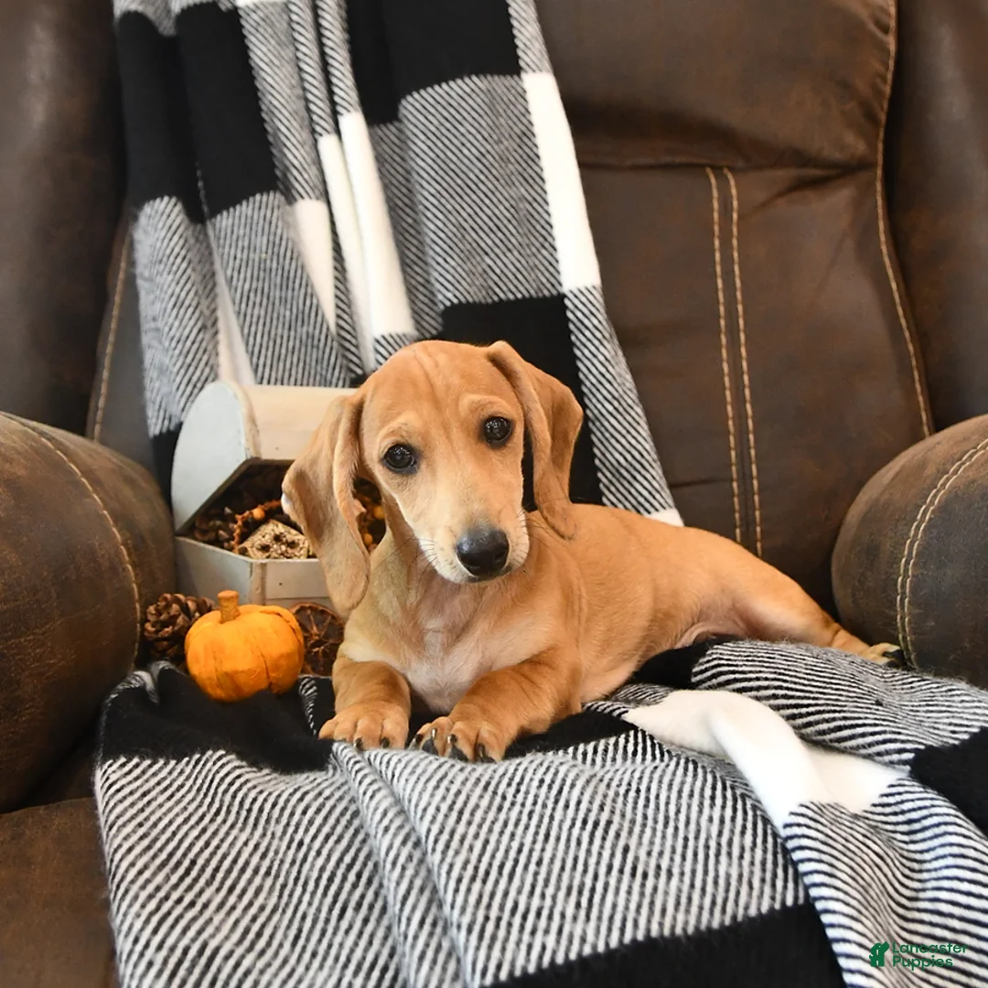 Miniature Dachshund dogs for sale: Timber - Ad 2