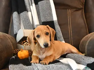 Miniature Dachshund dogs Timber - Ad 2