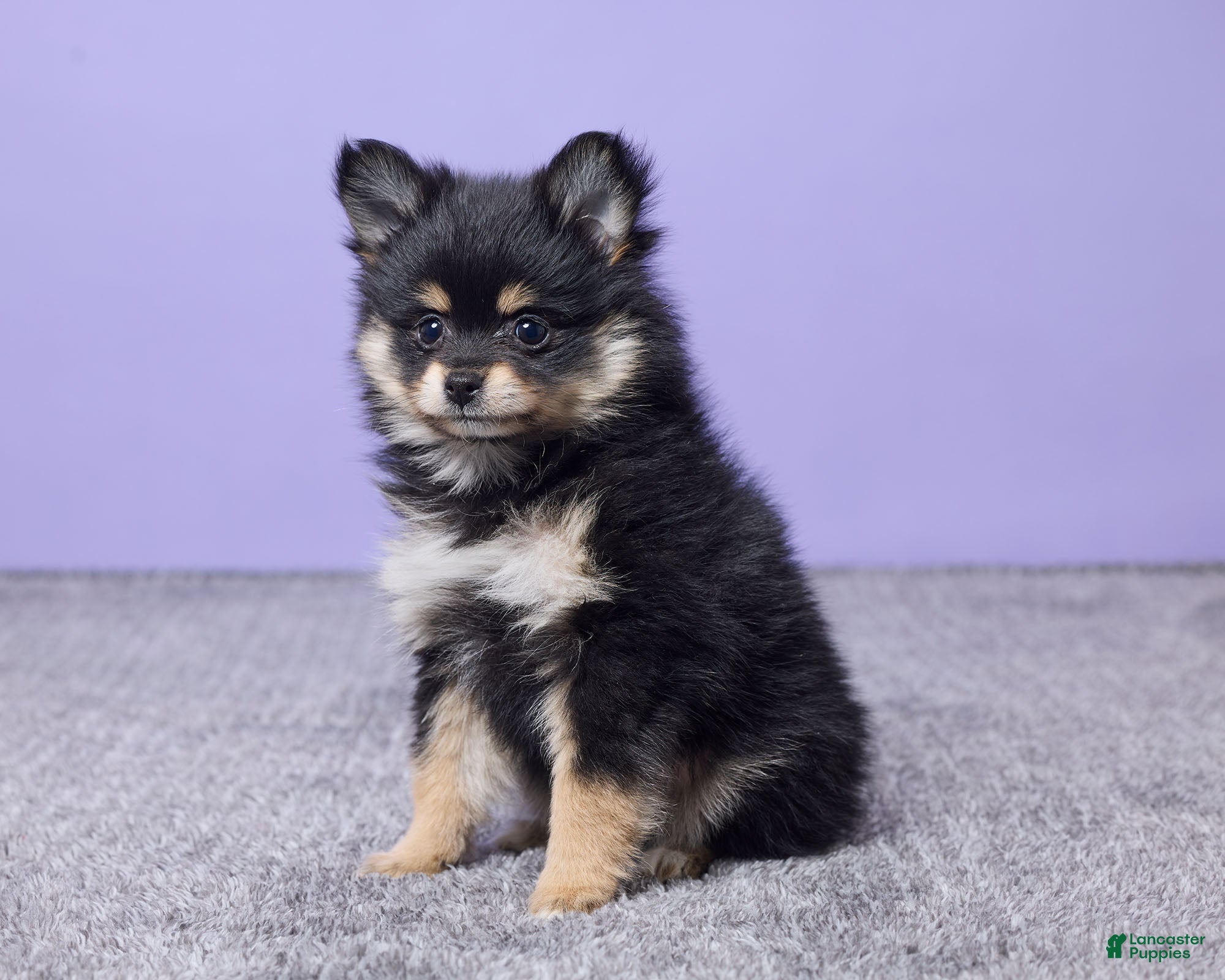 Pomeranian dogs Kayla - Ad 2