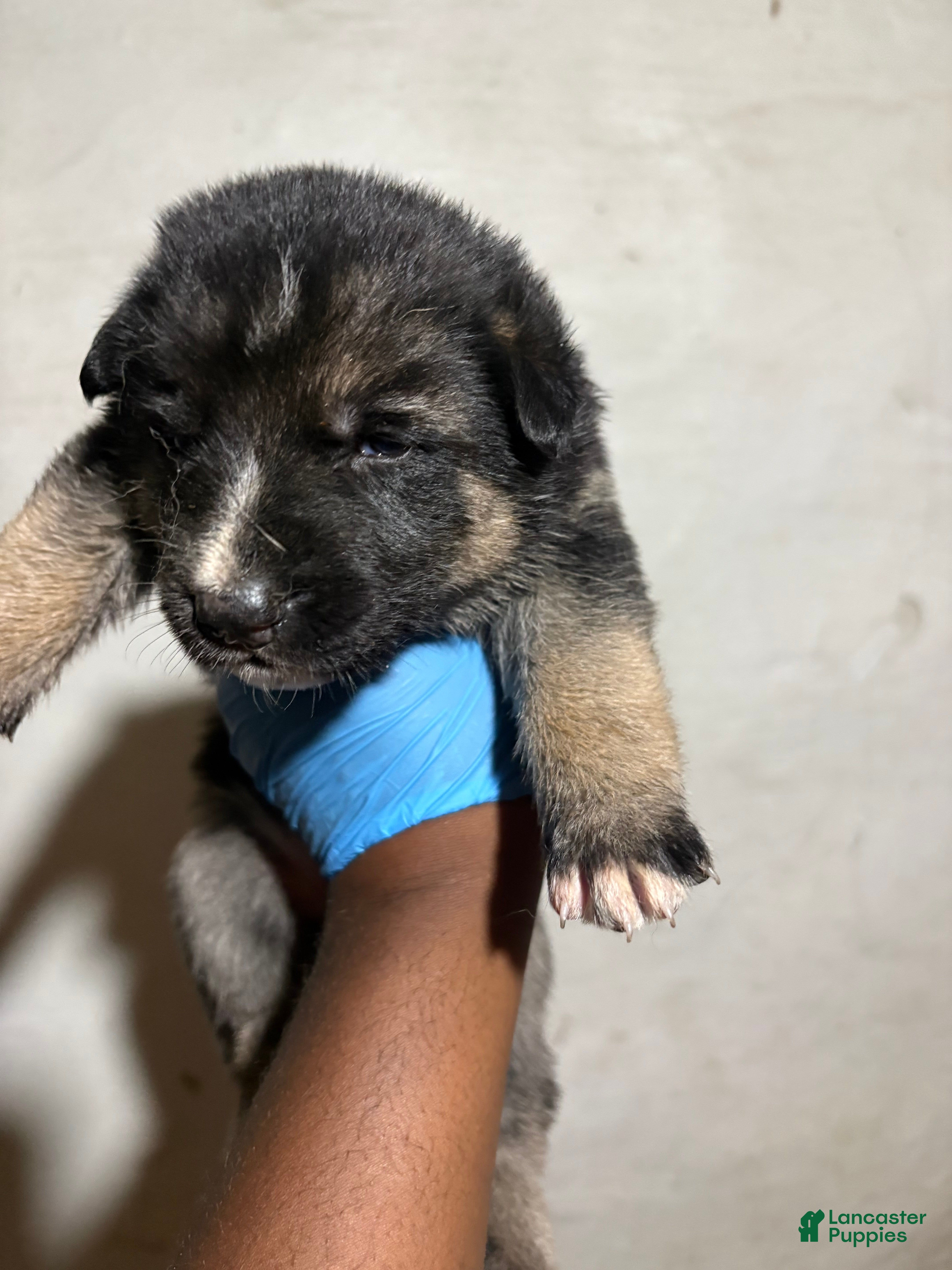 German Shepherd dogs German Shepherd 3 - Ad 2