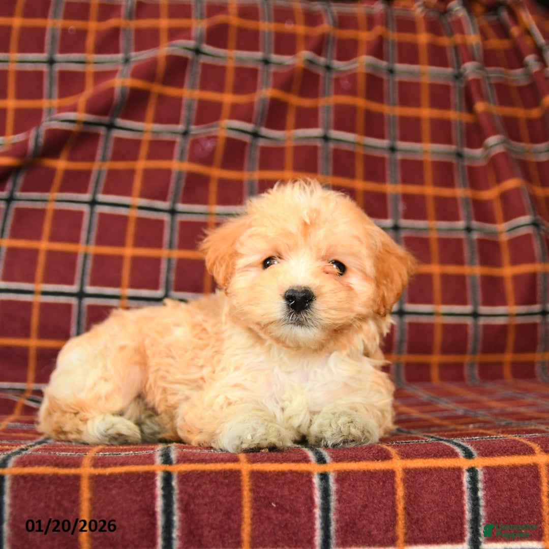 Maltipoo dogs for sale: Chip - Ad 2