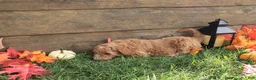 Standard Poodle dogs for sale: Esther - Ad 2