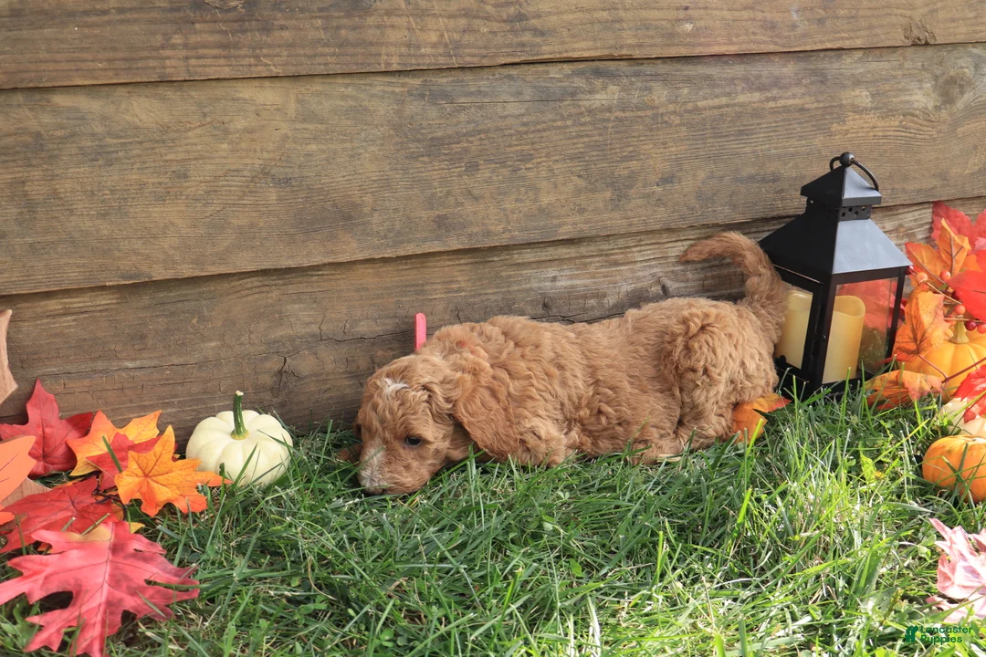Standard Poodle dogs for sale: Esther - Ad 2