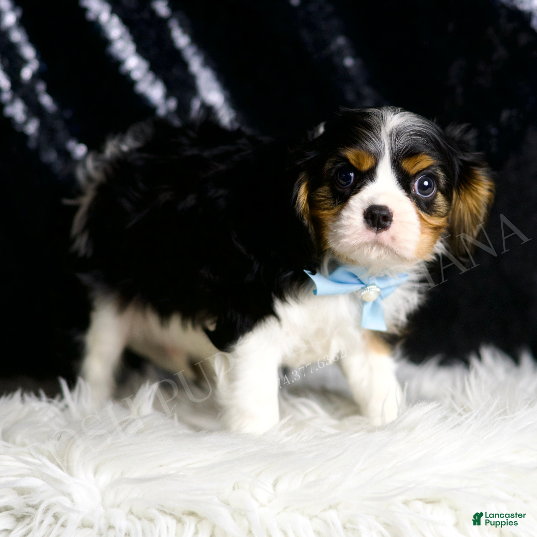 Cavalier King Charles Spaniel dogs Wrigley - Ad 2