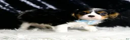 Cavalier King Charles Spaniel dogs for sale: Wrigley - Ad 2