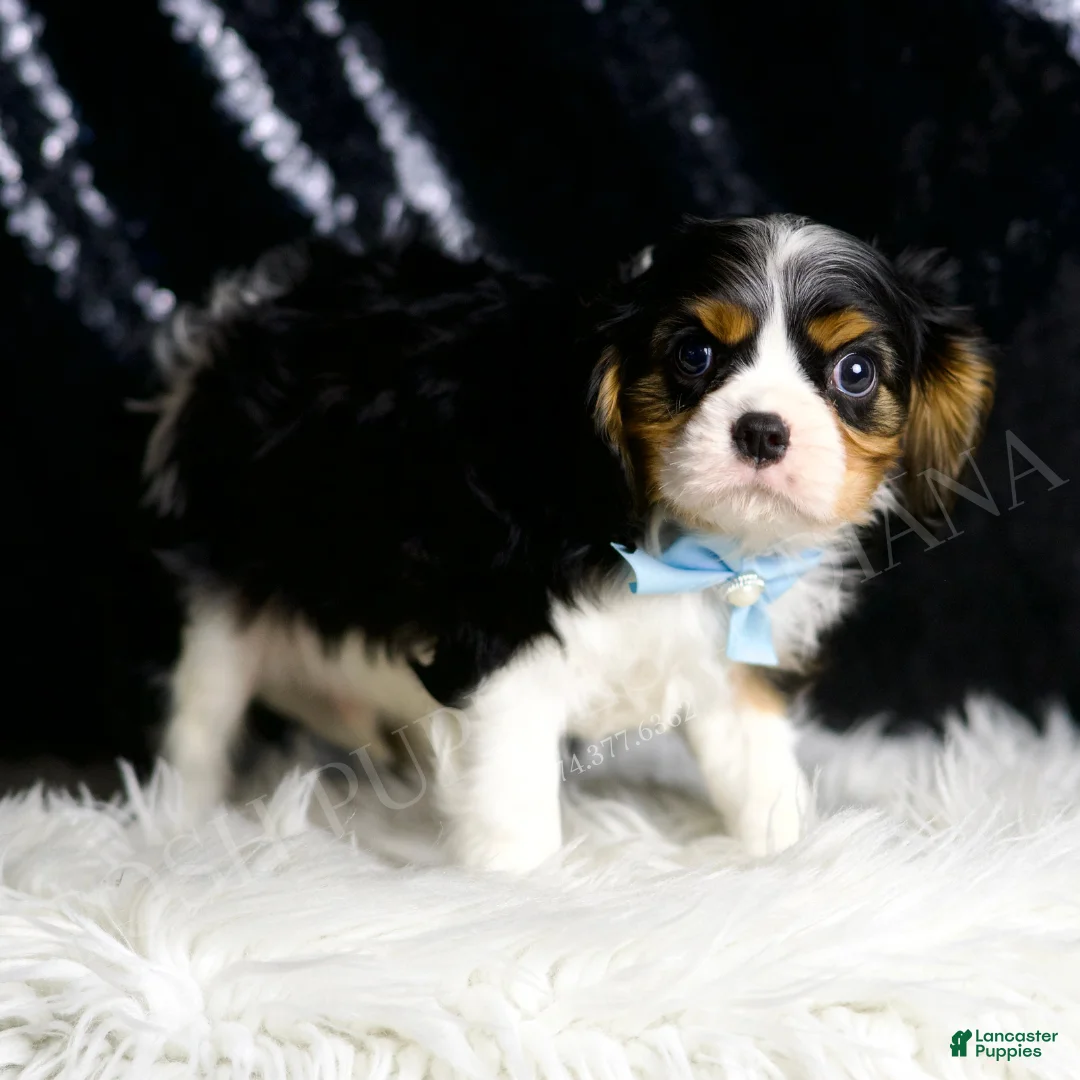 Cavalier King Charles Spaniel dogs for sale: Wrigley - Ad 2