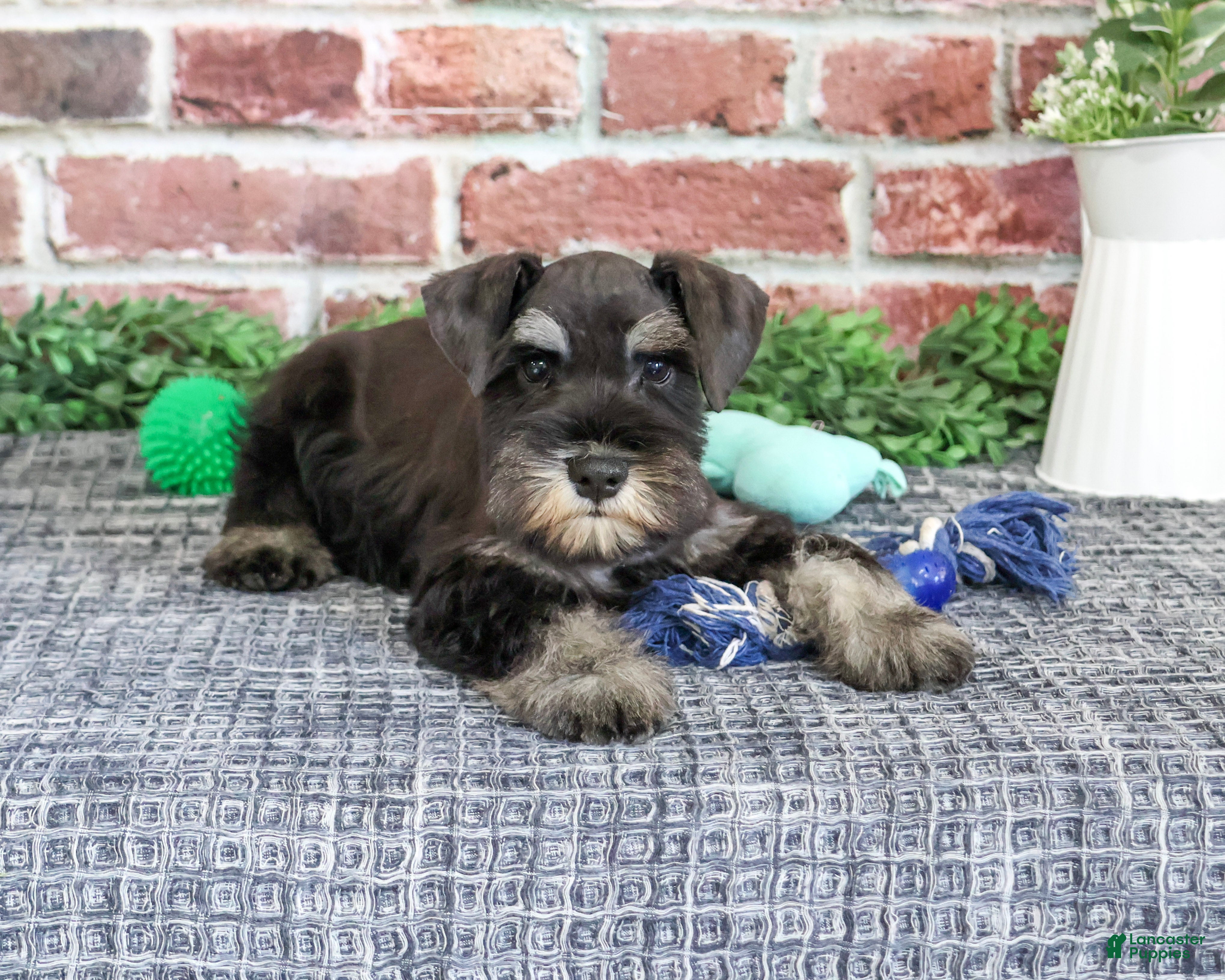 Miniature Schnauzer dogs for sale: Thornton - Ad 2
