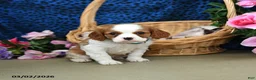 Cavalier King Charles Spaniel dogs for sale: Kolby - Ad 2