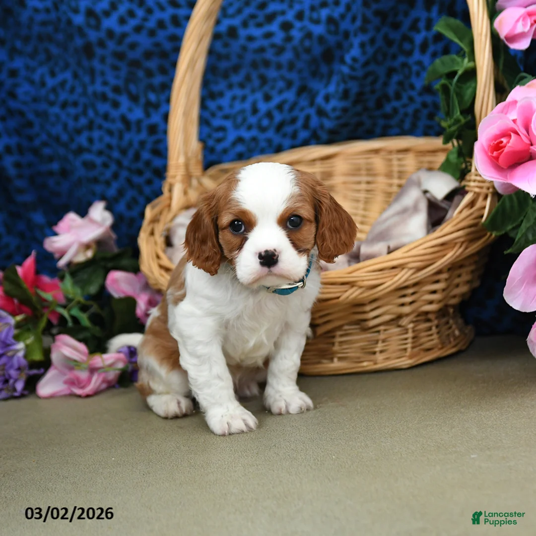 Cavalier King Charles Spaniel dogs for sale: Kolby - Ad 2