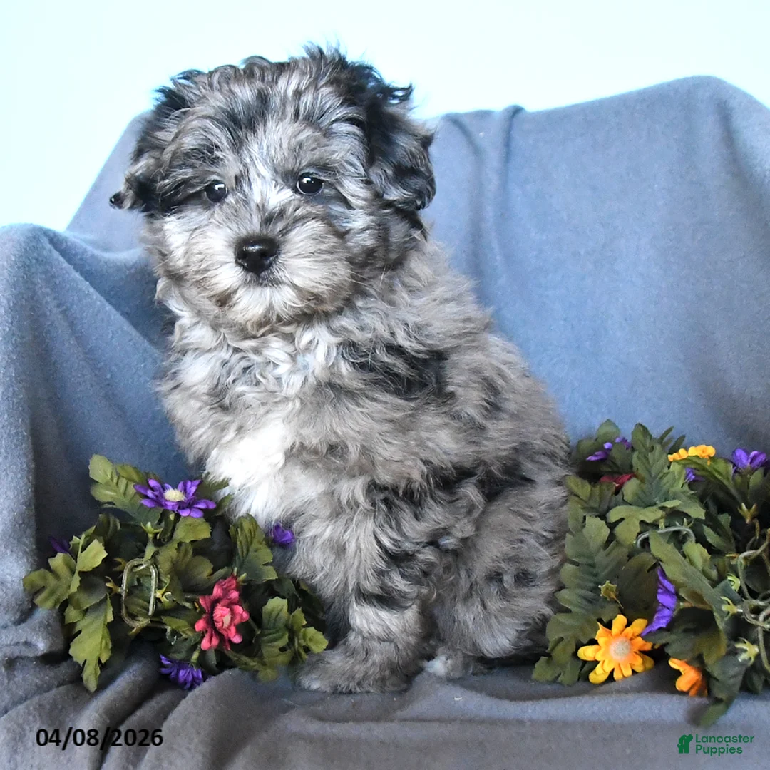 Pomapoo dogs for sale: Simson - Ad 2