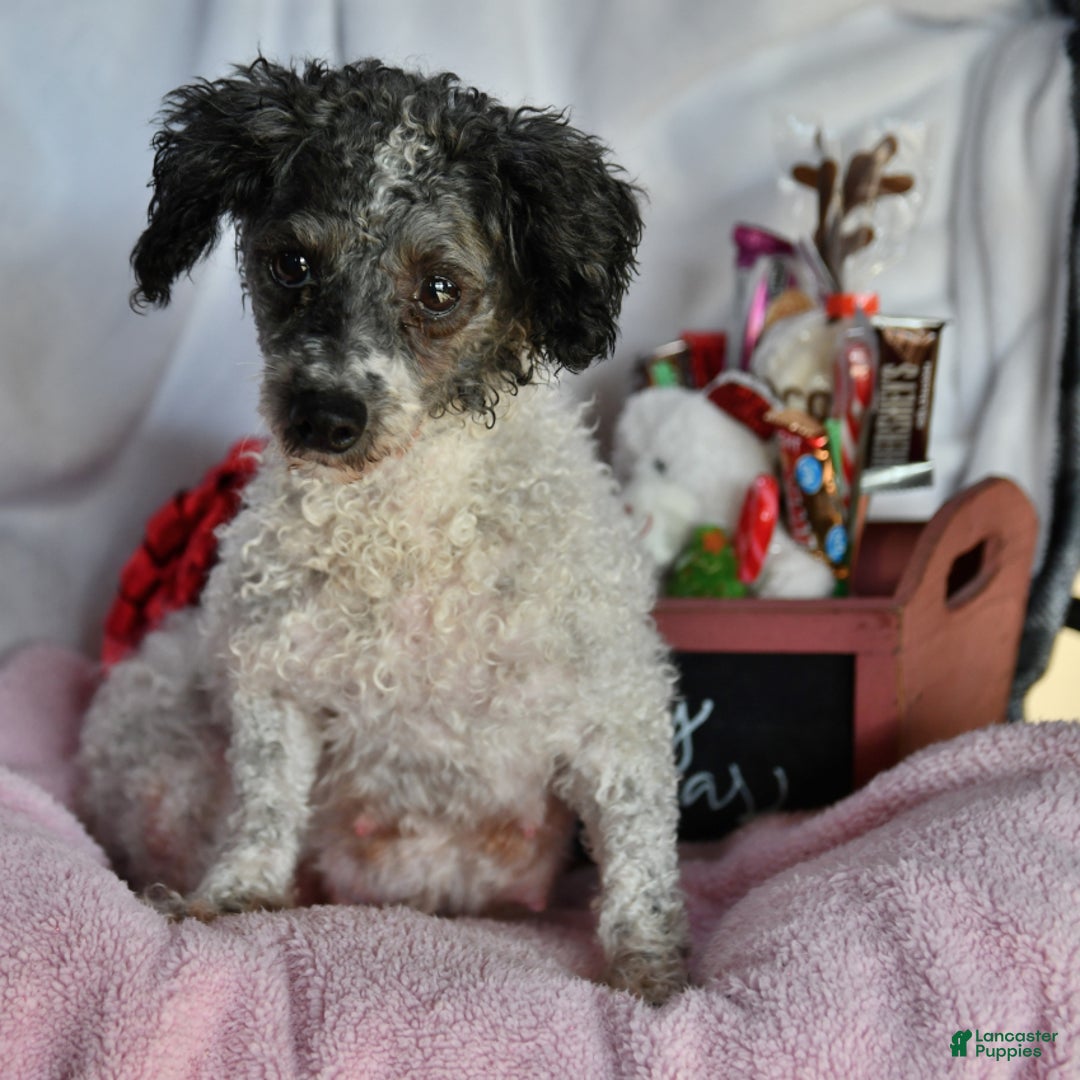 Toy Poodle dogs for sale: Braden - Ad 4