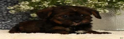Yorkiepoo dogs for sale: Unity - Ad 6
