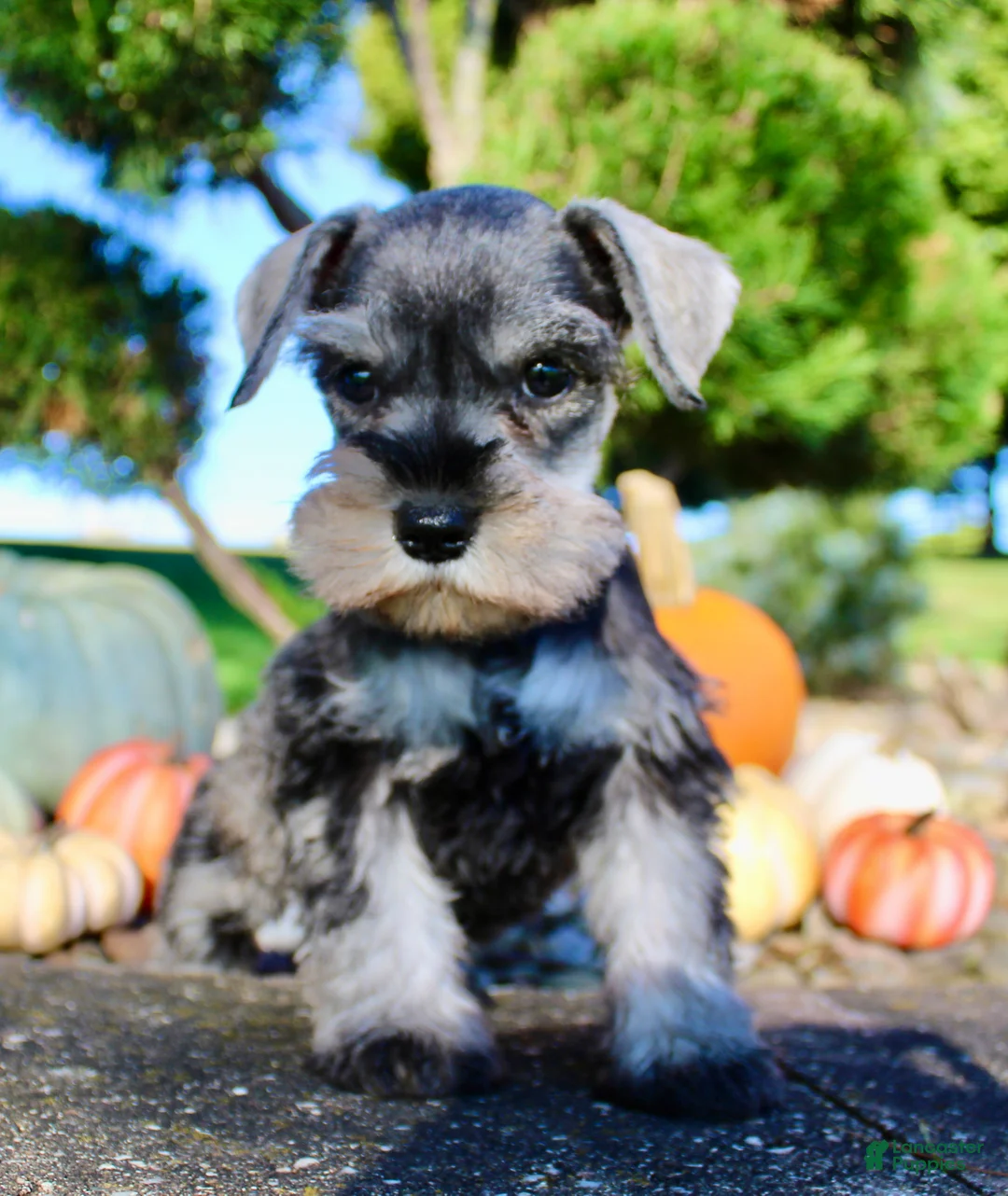 Miniature Schnauzer dogs for sale: Ellie Female AKC Mini Schnauzer - Ad 2
