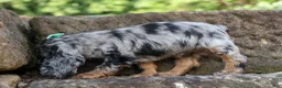 Cocker Spaniel dogs for sale: Letti 🐶💗 - Ad 14