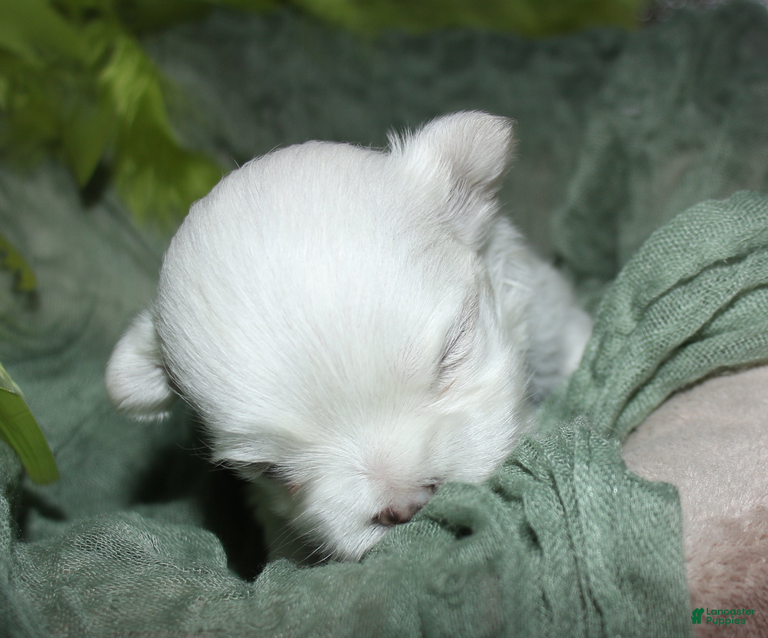 Maltese dogs for sale: Myrtle - Ad 5
