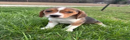 Beagle dogs for sale: Ramsey - Ad 6