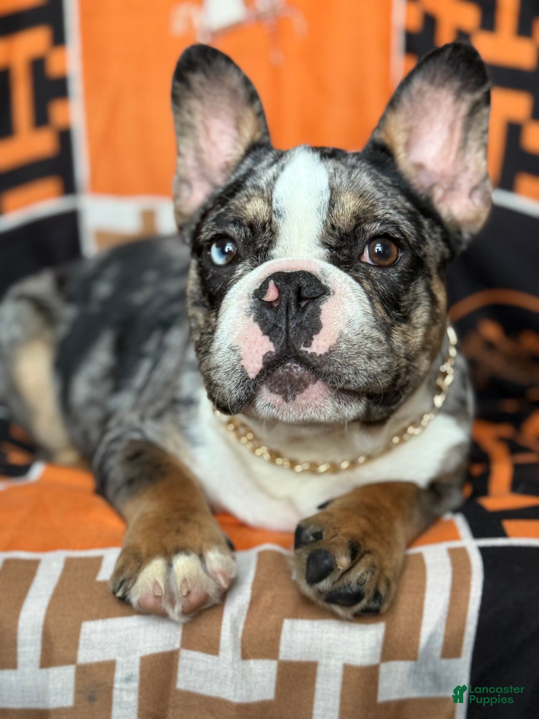 French Bulldog dogs for sale: Marcus - Ad 8