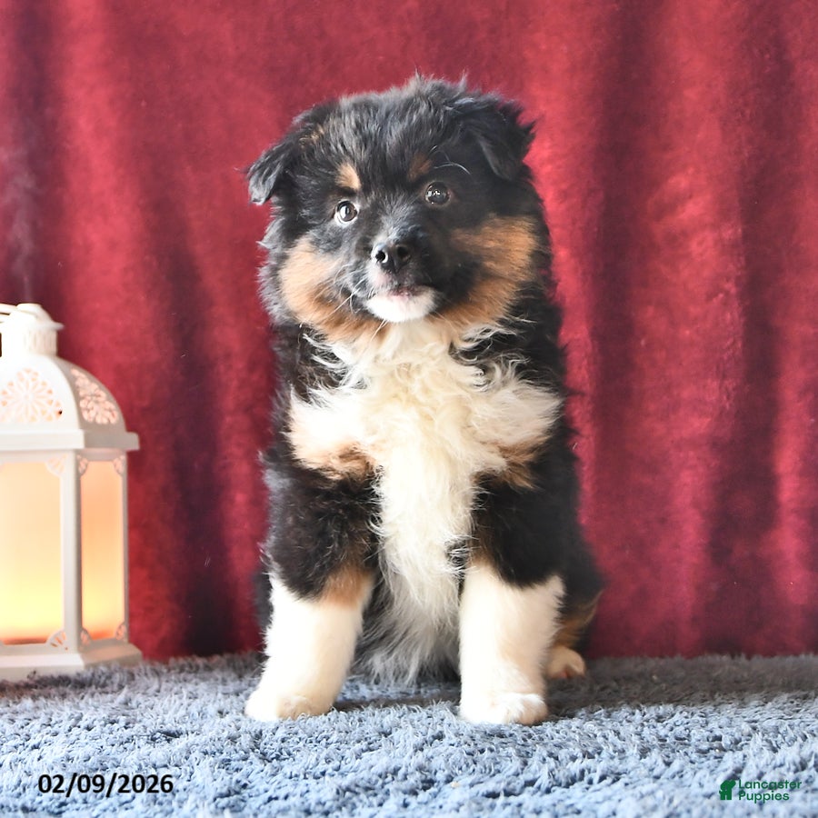 Miniature Australian Shepherd dogs Jewel - Ad 30