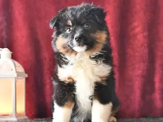 Miniature Australian Shepherd dogs Jewel - Ad 30
