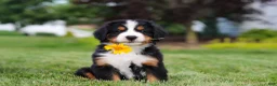 Bernese Mountain Dog dogs for sale: Victor - Ad 11