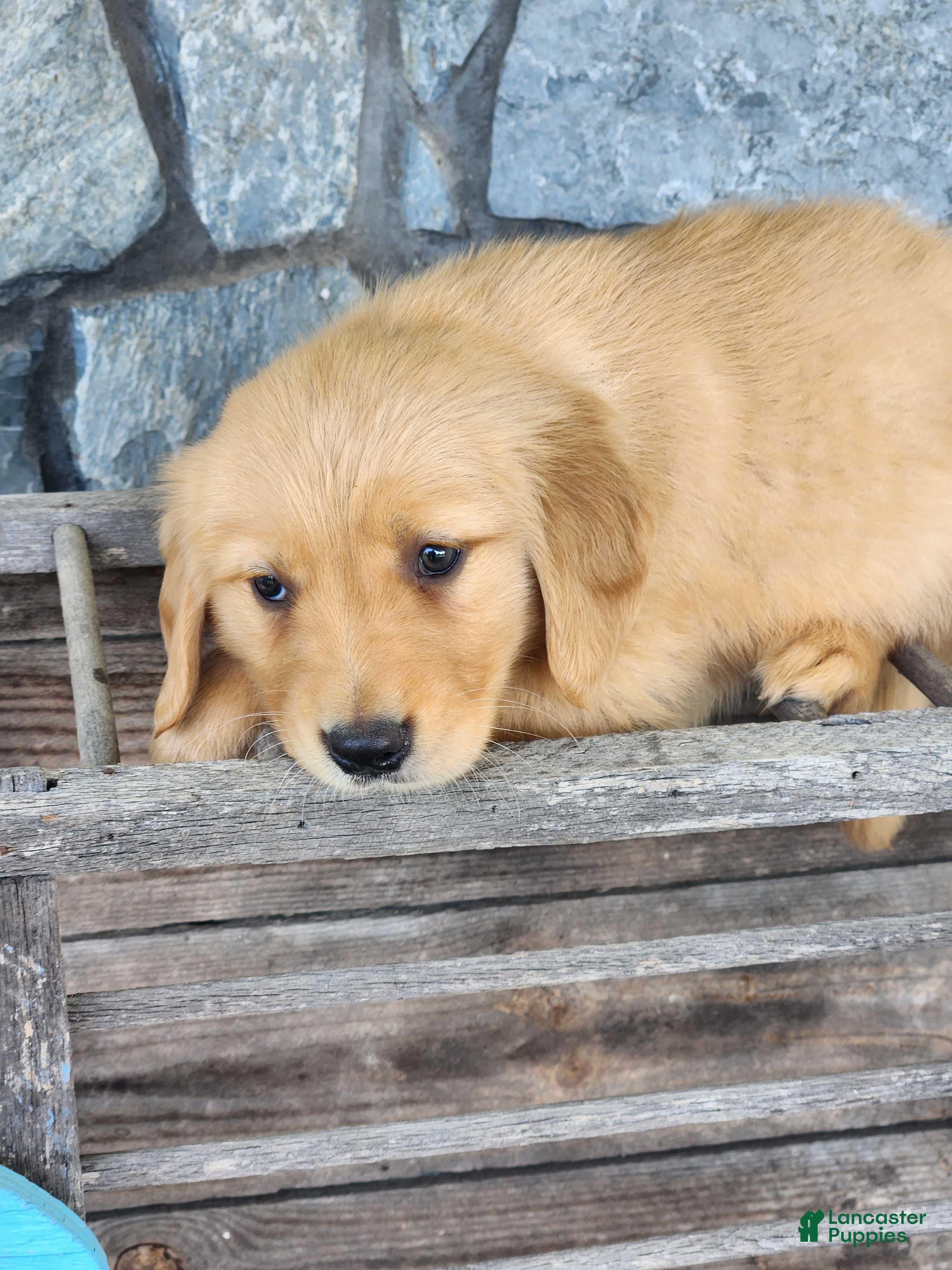 Golden Retriever dogs Ruby - Ad 2