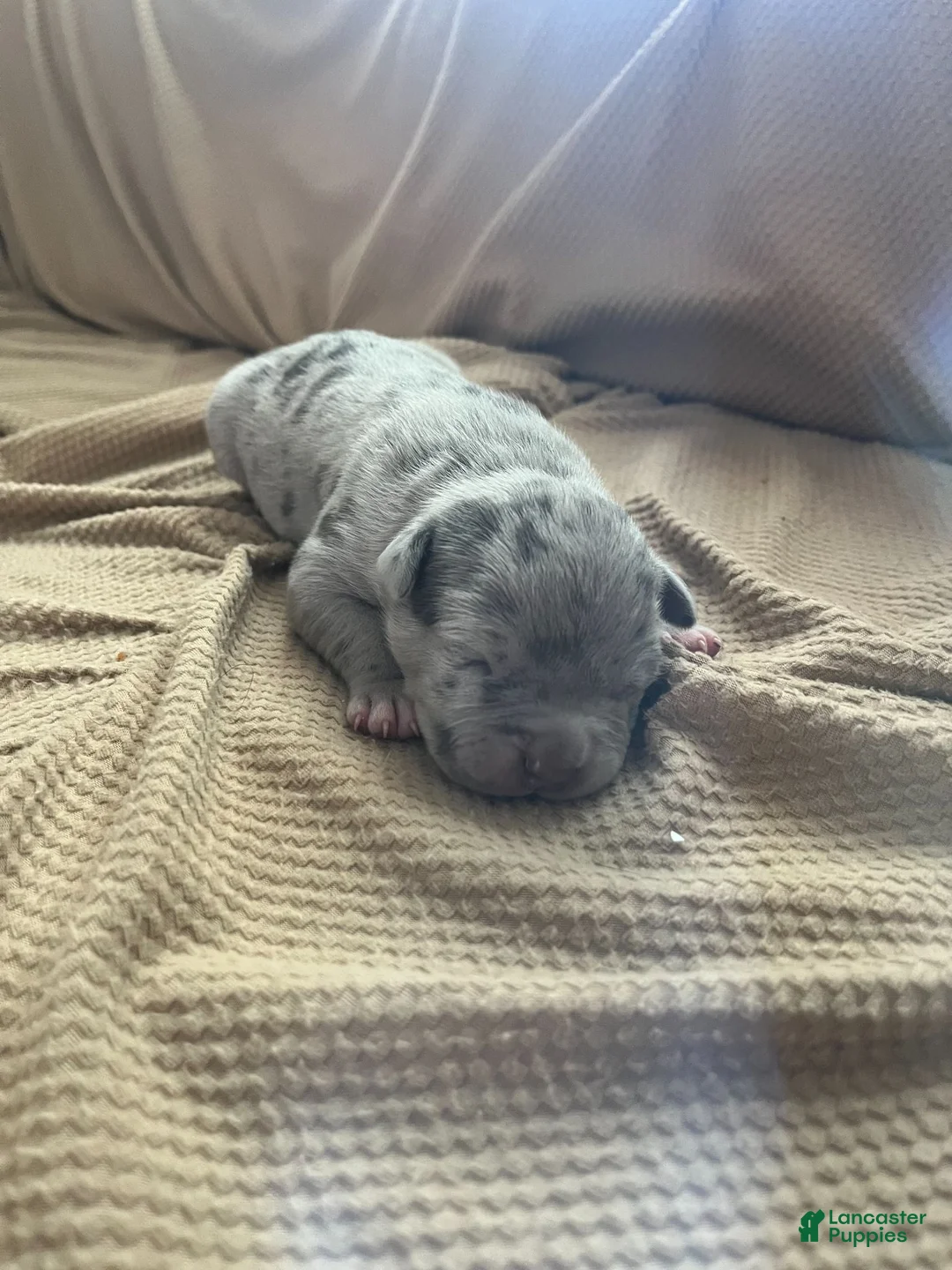 American Bully dogs for sale: American Bully 2 - Ad 2