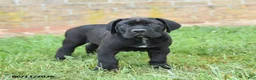 Cane Corso dogs for sale: Dune - Ad 9