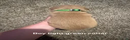 Golden Retriever dogs for sale: Light green collar Golden Retriever - Ad 2