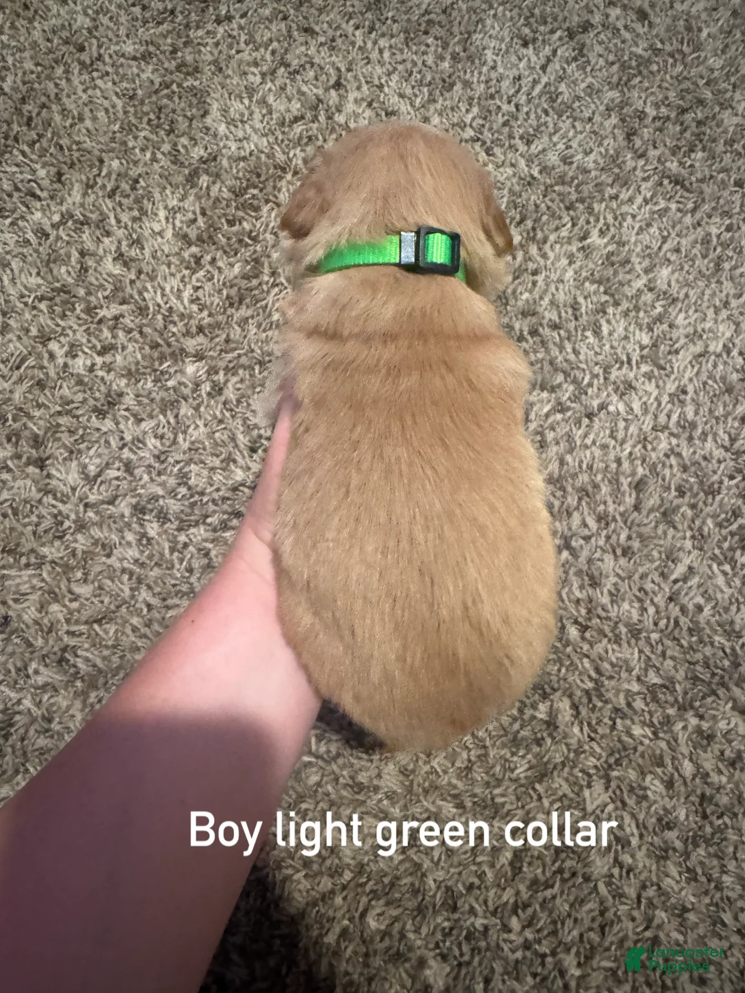 Golden Retriever dogs for sale: Light green collar Golden Retriever - Ad 2