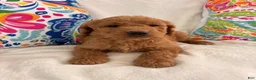 Goldendoodle dogs for sale: Goldendoodle Puppy 4 - Ad 6
