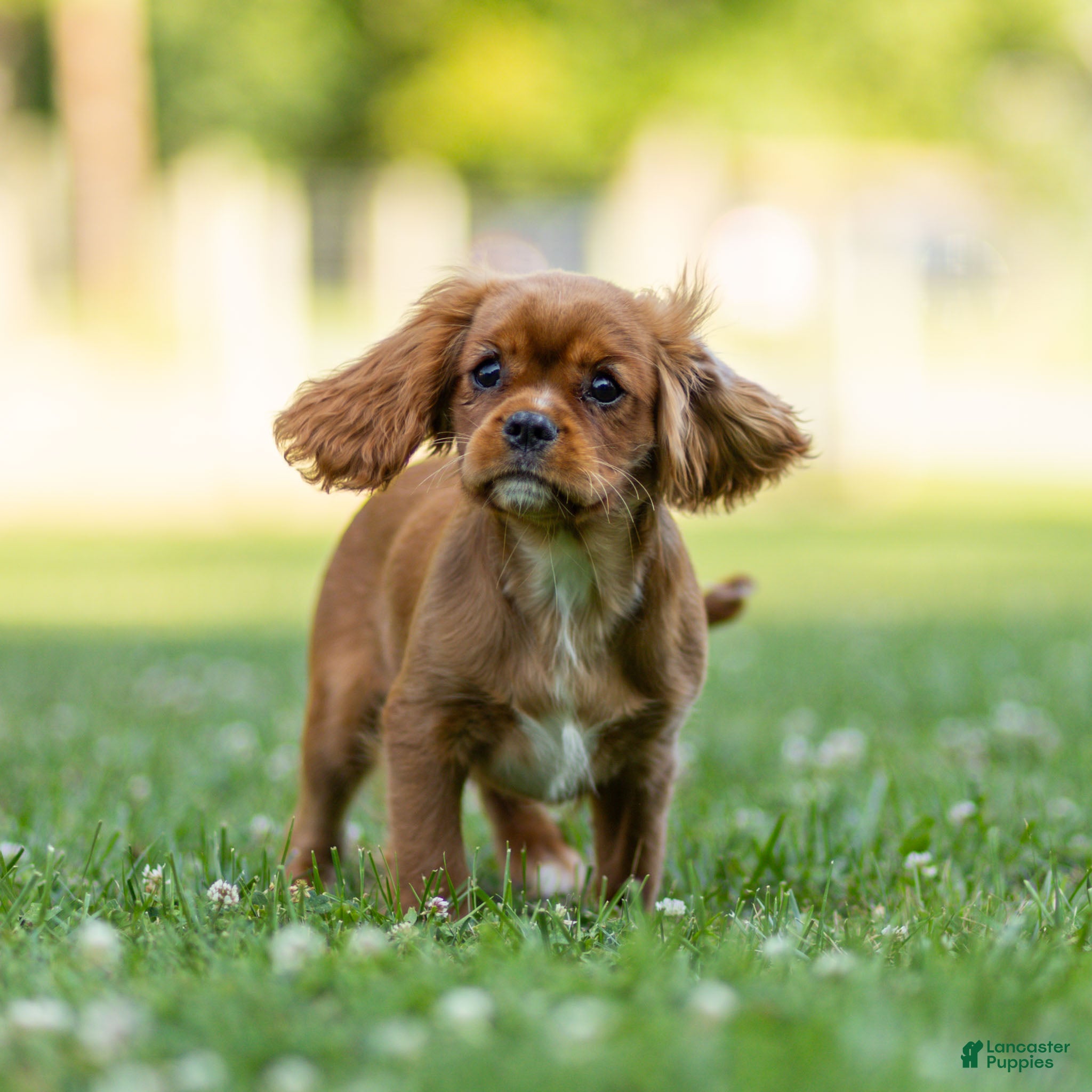 Cavalier King Charles Spaniel dogs Violet Cavalier King Charles Spaniel  - Ad 2