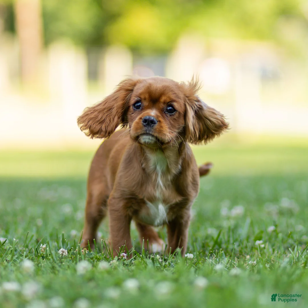 Cavalier King Charles Spaniel dogs for sale: Violet Cavalier King Charles Spaniel  - Ad 2