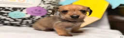 Mixed Breed dogs for sale: Happy  - Ad 1