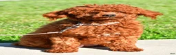 Toy Poodle dogs for sale: Parker - Ad 10