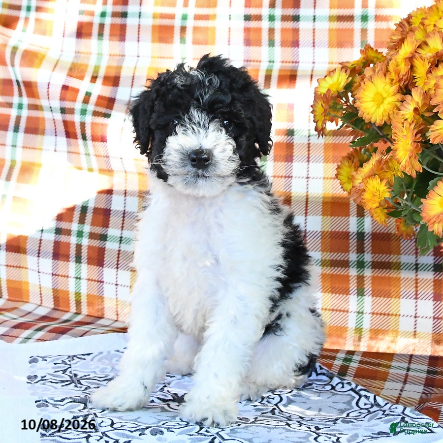 Mini Goldendoodle dogs Abby - Ad 2