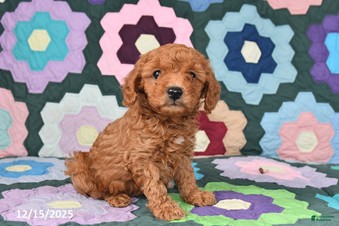 Mixed Breed dogs for sale: Lucy - Ad 2