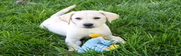 Labrador Retriever dogs for sale: Rosco - Ad 1