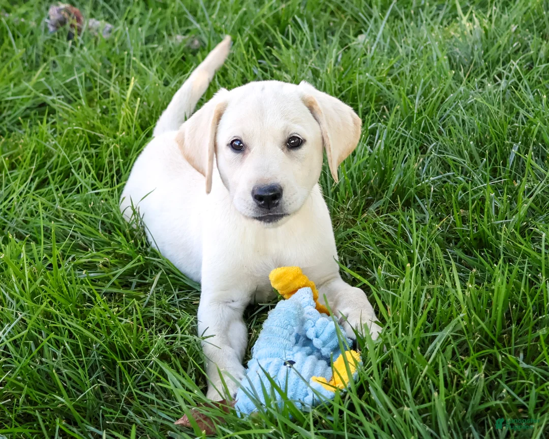 Labrador Retriever dogs for sale: Rosco - Ad 1