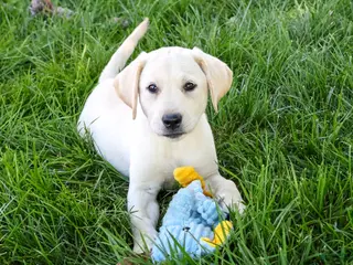 Labrador Retriever dogs Rosco - Ad 1