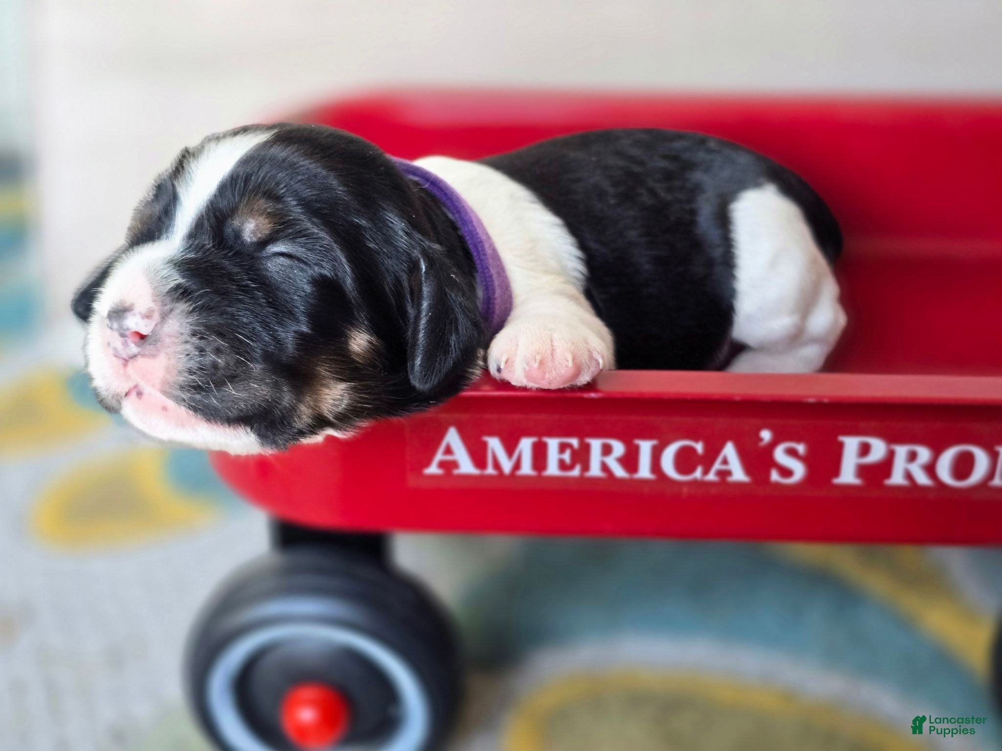 English Springer Spaniel dogs Zuma - Ad 42