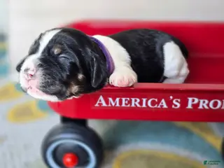 English Springer Spaniel dogs Zuma - Ad 42